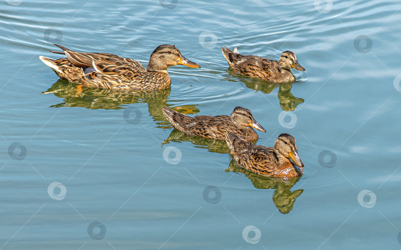 Скачать четыре утки плавают в спокойной воде. Видны их отражения. Вода имеет голубой оттенок. фотосток Ozero