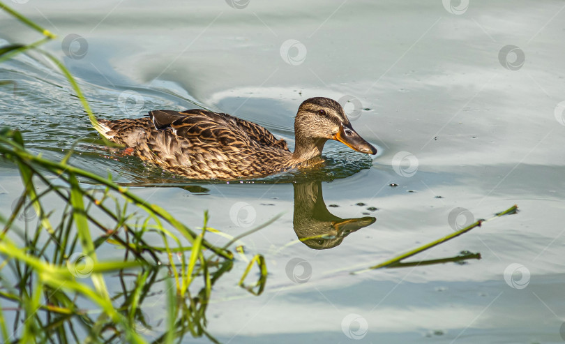 Скачать утка плавает в воде. Видны зелёные травинки фотосток Ozero