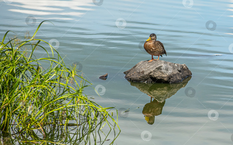 Скачать Утка стоит на камне у воды. фотосток Ozero