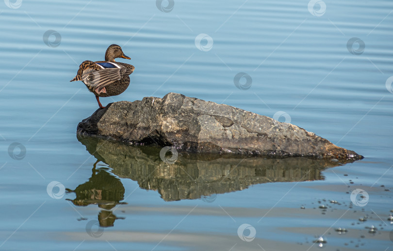Скачать Утка стоит на камне у воды. фотосток Ozero