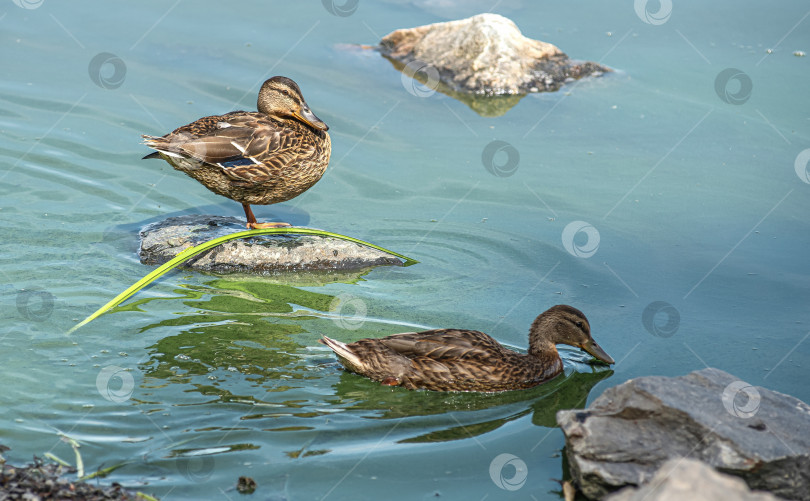 Скачать Утка стоит на камне у воды. фотосток Ozero