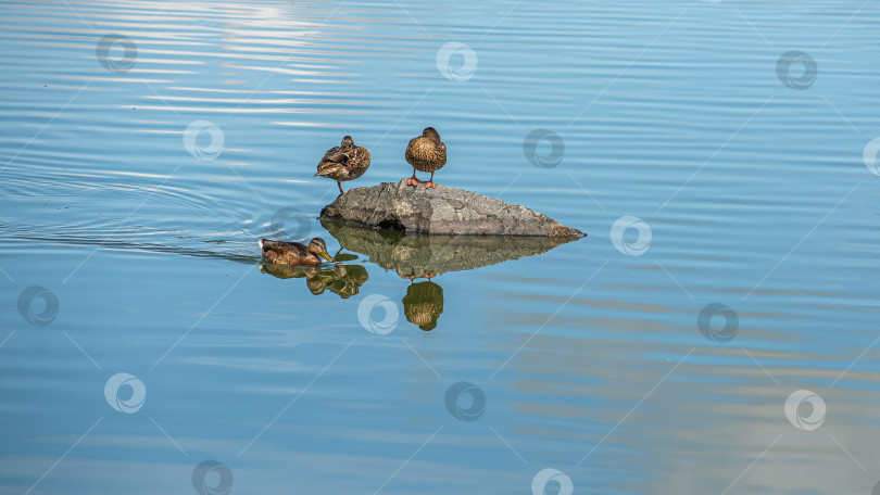 Скачать Утка стоит на камне у воды. фотосток Ozero