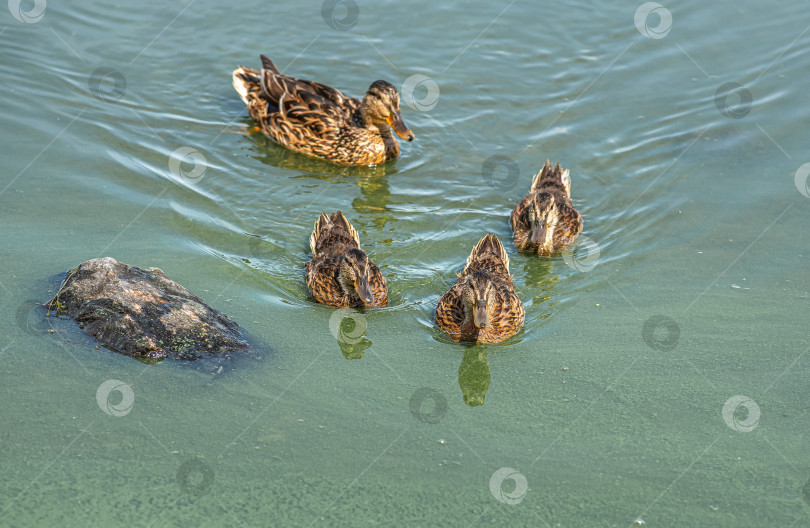 Скачать Четыре утки плавают в спокойной воде. Видны их отражения. Вода имеет голубой оттенок. фотосток Ozero