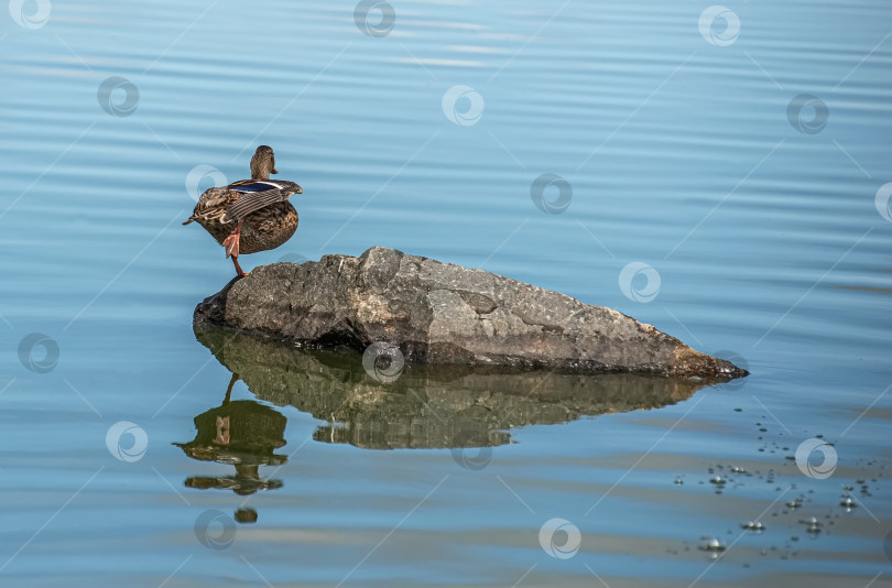 Скачать Утка стоит на камне у воды. фотосток Ozero