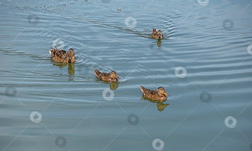 Скачать Четыре утки плавают в спокойной воде. Видны их отражения. Вода имеет голубой оттенок. фотосток Ozero