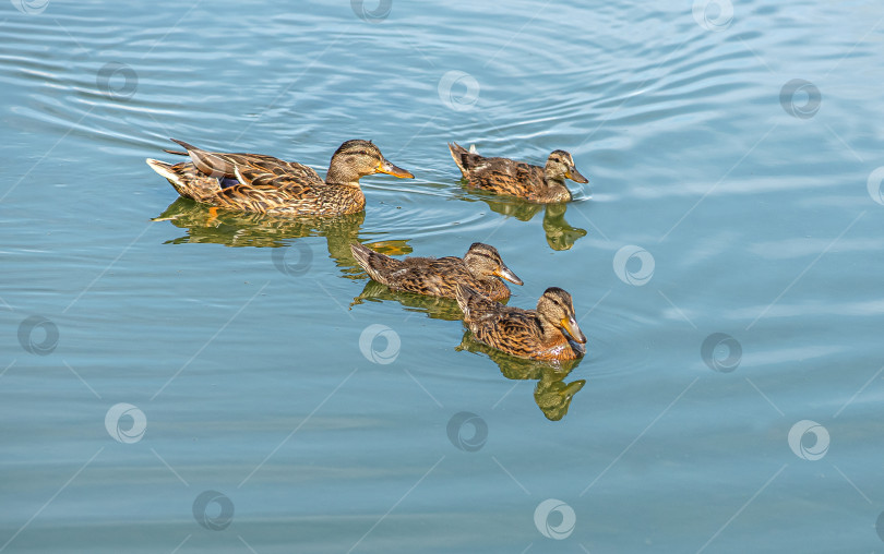Скачать Четыре утки плавают в спокойной воде. Видны их отражения. Вода имеет голубой оттенок. фотосток Ozero
