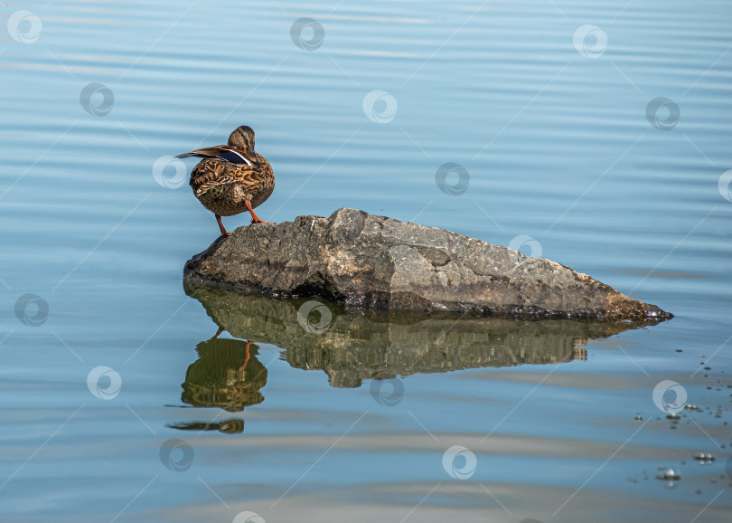 Скачать Утка стоит на камне у воды. фотосток Ozero