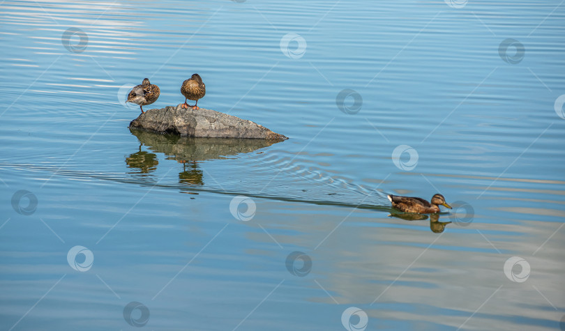 Скачать Утка стоит на камне у воды. фотосток Ozero