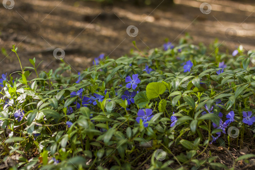 Скачать Голубые цветы расстилаются ковром в весеннем лесу. Весенний сезон цветения. Природа и сады. Фон для цветочного дизайна. Место для копирования. Избирательный фокус. фотосток Ozero