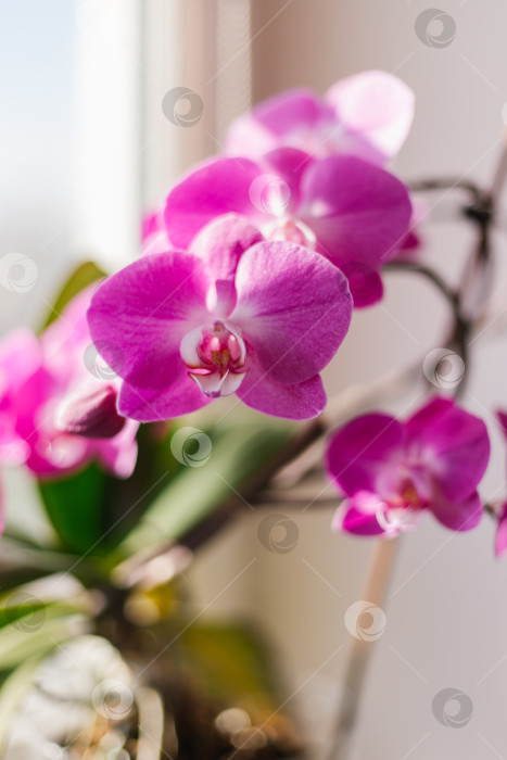 Скачать Розовый цветок и листья орхидеи фаленопсис в цветочном горшке на подоконнике в доме. Уход за комнатным растением. фотосток Ozero