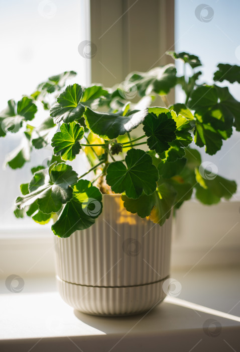 Скачать На окне стоит цветок герани в горшке. Сочная зелень. фотосток Ozero
