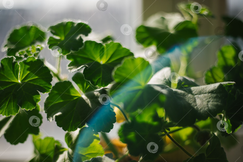 Скачать Зеленые листья цветка герани крупным планом. Комнатное растение. Текстура и естественный фон. фотосток Ozero