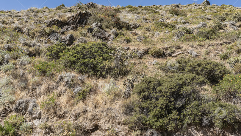 Скачать Пейзаж высокогорья. На склоне холма среди желтой сухой травы лежат валуны. фотосток Ozero
