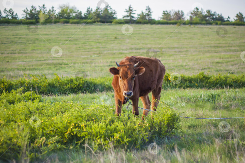 Скачать Быки и коровы пасутся на сочном поле весной на закате. Сельская местность. фотосток Ozero