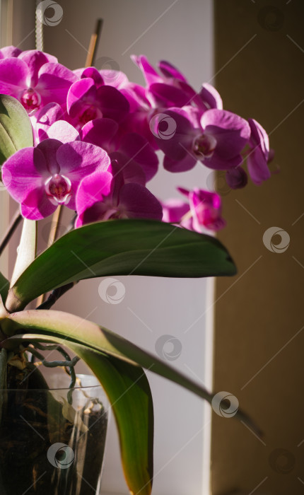 Скачать Розовый цветок и листья орхидеи фаленопсис в цветочном горшке на подоконнике в доме. Уход за комнатным растением. фотосток Ozero