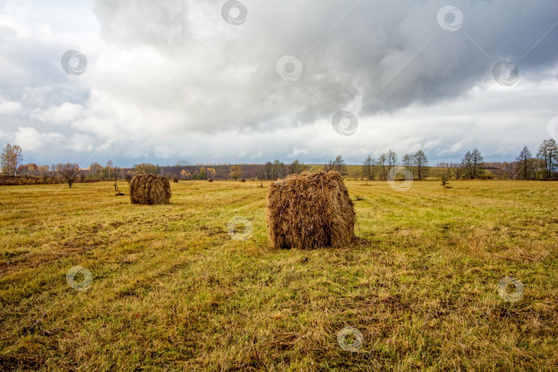 Скачать Скошенное поле поздней осенью в пасмурный день фотосток Ozero