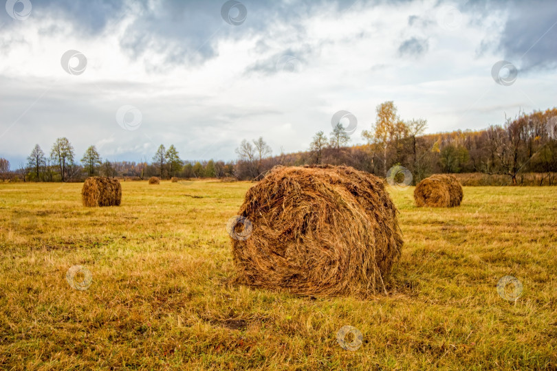 Скачать Скошенное поле поздней осенью в пасмурный день фотосток Ozero