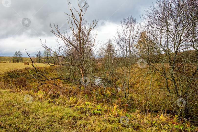 Скачать Небольшая речка в сельской местности поздней осенью фотосток Ozero