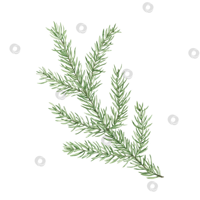 Скачать Зеленая хвойная ветка, нарисованная вручную акварелью. фотосток Ozero