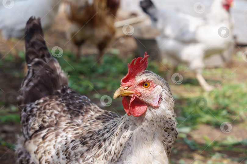 Скачать Птицеводство - Рябая курица породы Доминант крупным планом фотосток Ozero