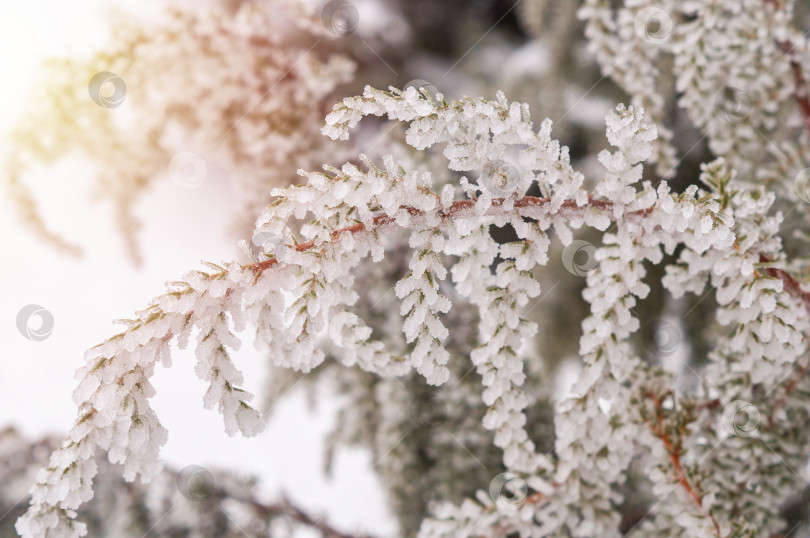 Скачать Инеем покрыты иголки можжевельника фотосток Ozero