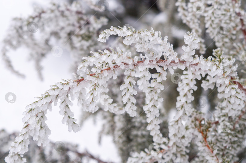 Скачать Ветки с иголками можжевельника покрыты инеем фотосток Ozero