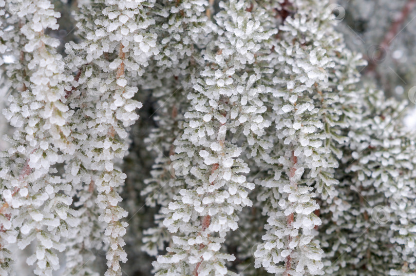 Скачать Иней покрыл ветки и иголоки можжевельника фотосток Ozero