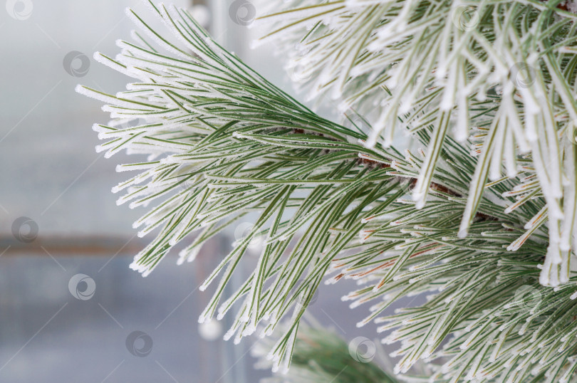 Скачать Инеем покрыты зеленые иголки сосны фотосток Ozero