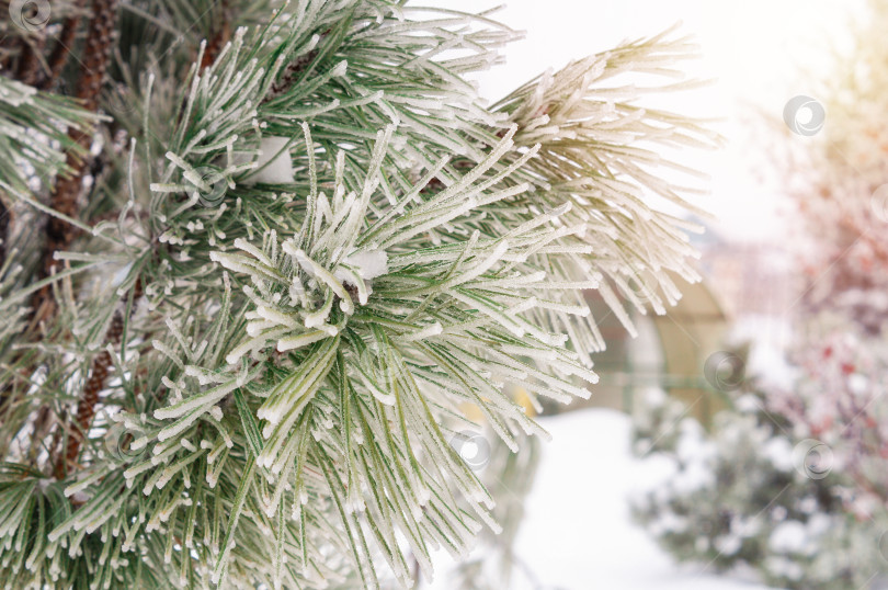 Скачать Иней на зеленых иголках сосны на фоне других заснеженных деревьев фотосток Ozero