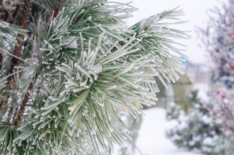 Скачать Зеленые иголки сосны в инее фотосток Ozero