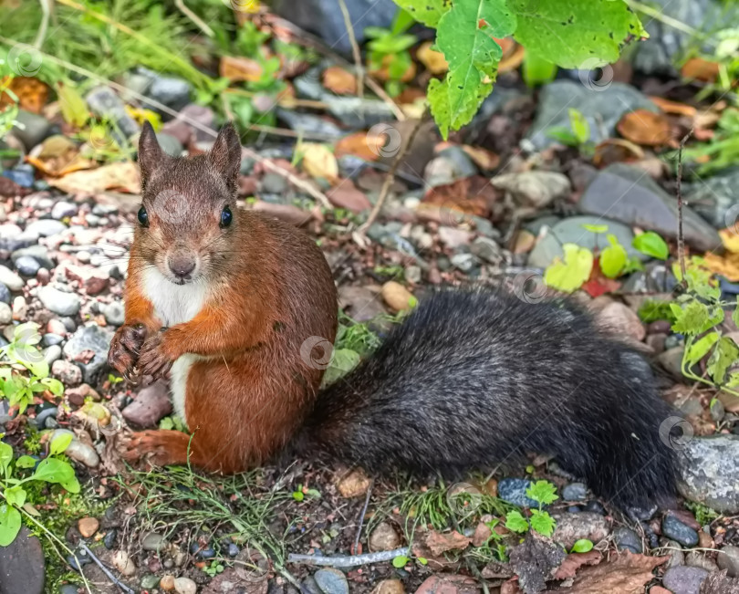 Скачать Белка с коричневым мехом, зеленой травой и листьями вокруг белки. фотосток Ozero