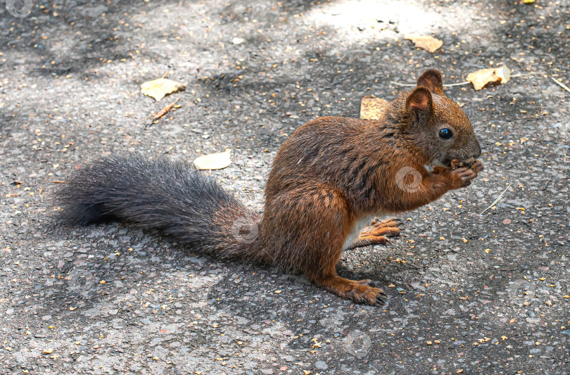 Скачать Белка с коричневым мехом держит в лапках орех. фотосток Ozero
