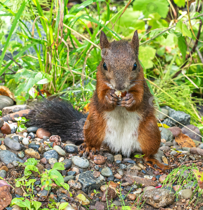 Скачать Белка с коричневым мехом держит в лапках орех. Вокруг белок зеленая трава и листья. фотосток Ozero