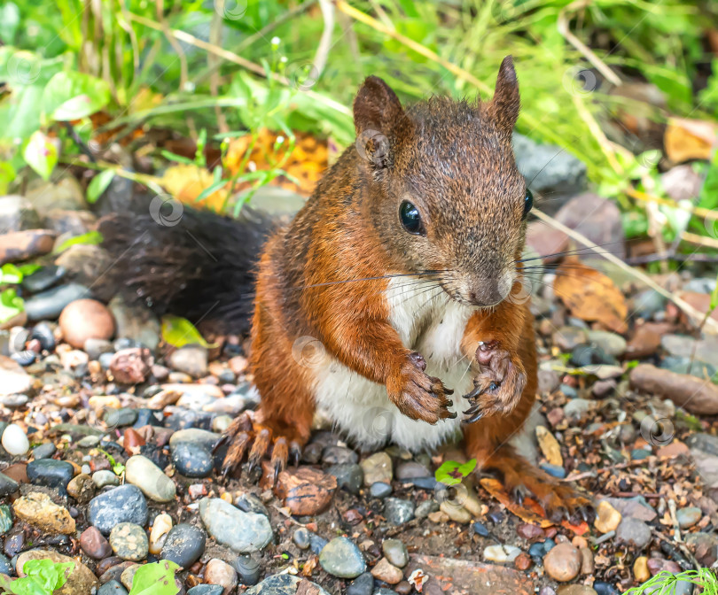 Скачать Белка с коричневым мехом, зеленой травой и листьями вокруг белки. фотосток Ozero