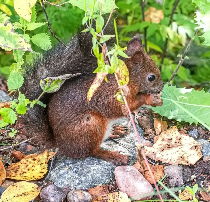 Скачать Белка с коричневым мехом держит в лапках орех. Вокруг белок зеленая трава и листья. фотосток Ozero