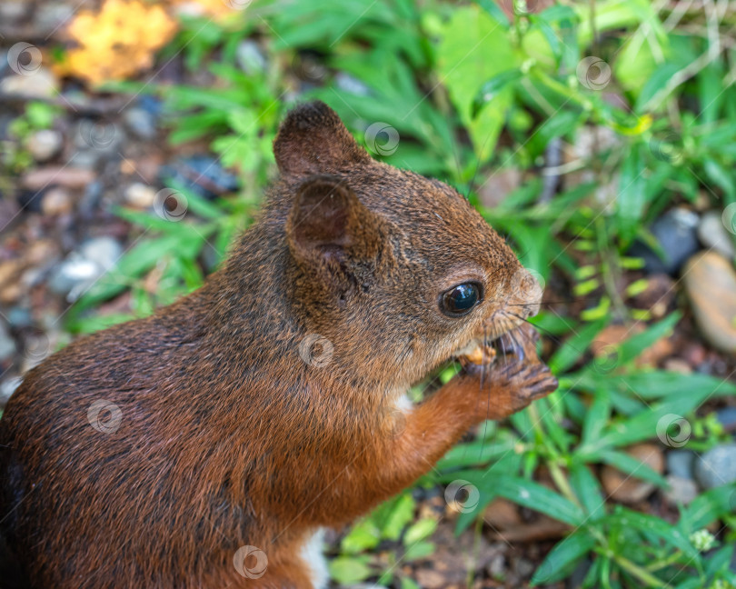 Скачать Белка с коричневым мехом держит в лапках орех. Вокруг белок зеленая трава и листья. фотосток Ozero