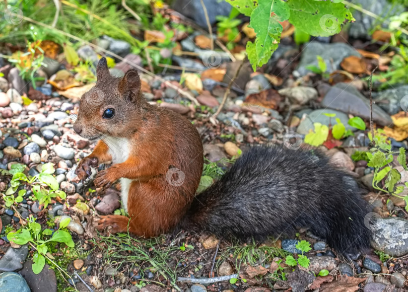 Скачать Белка с коричневым мехом, зеленой травой и листьями вокруг белки. фотосток Ozero