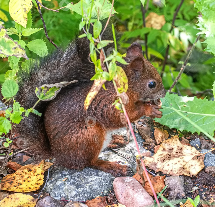 Скачать Белка с коричневым мехом держит в лапках орех. Вокруг белок зеленая трава и листья. фотосток Ozero