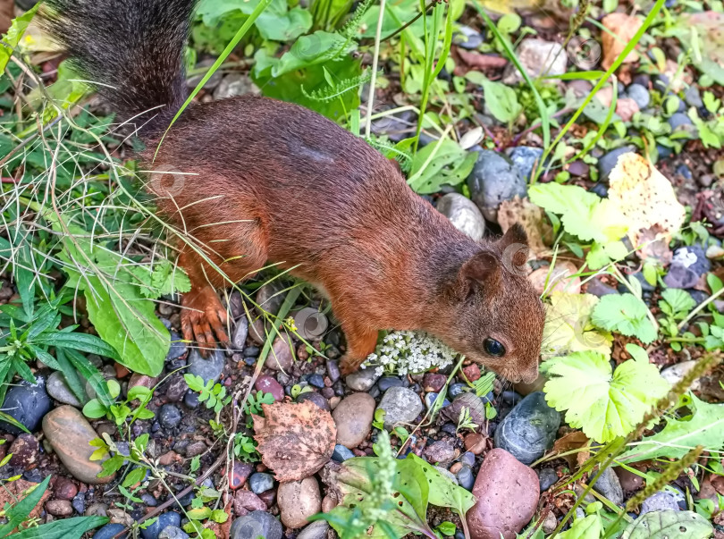 Скачать Белка с коричневым мехом, зеленой травой и листьями вокруг белки. фотосток Ozero