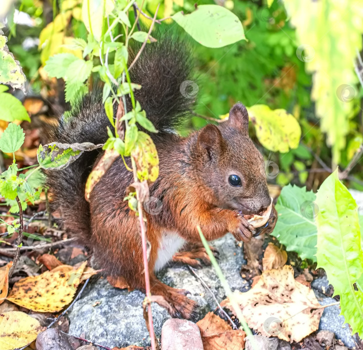 Скачать Белка с коричневым мехом держит в лапках орех. Вокруг белок зеленая трава и листья. фотосток Ozero