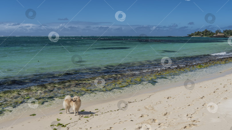 Скачать Померанский шпиц стоит на берегу океана и смотрит вдаль. фотосток Ozero