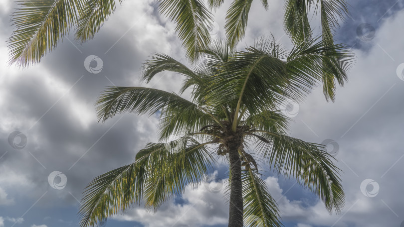 Скачать Высокие кокосовые пальмы с раскидистыми кронами. фотосток Ozero