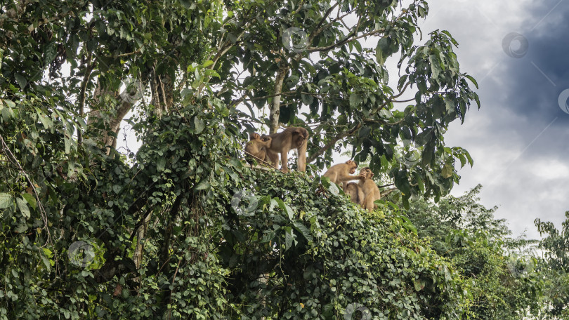 Скачать Семейство диких обезьян отдыхает на дереве. фотосток Ozero