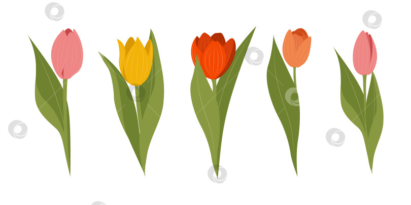 Скачать Цветущие тюльпаны, весенние цветы, букеты из тюльпанов. Ботанические элементы. фотосток Ozero