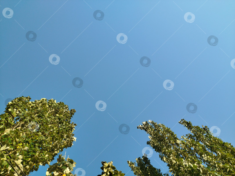 Скачать Зеленые кроны деревьев на фоне голубого чистого неба. фотосток Ozero