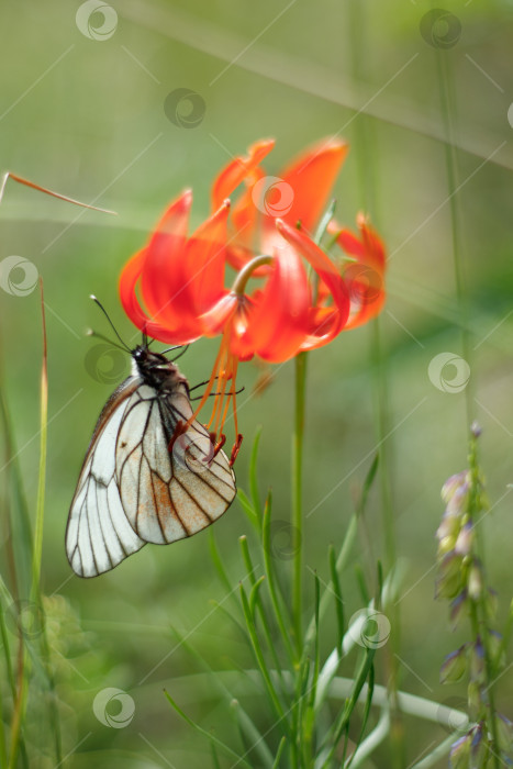 Скачать Цветок Лилия фотосток Ozero