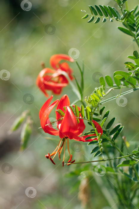 Скачать Саранка цветок фотосток Ozero