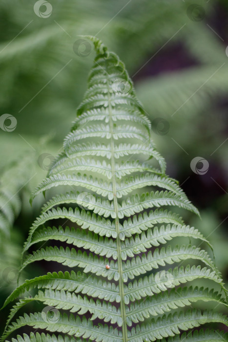 Скачать Папоротник фотосток Ozero