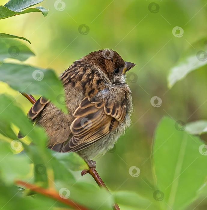 Скачать Птенец воробей, сидит на ветке среди зелёных листьев. фотосток Ozero