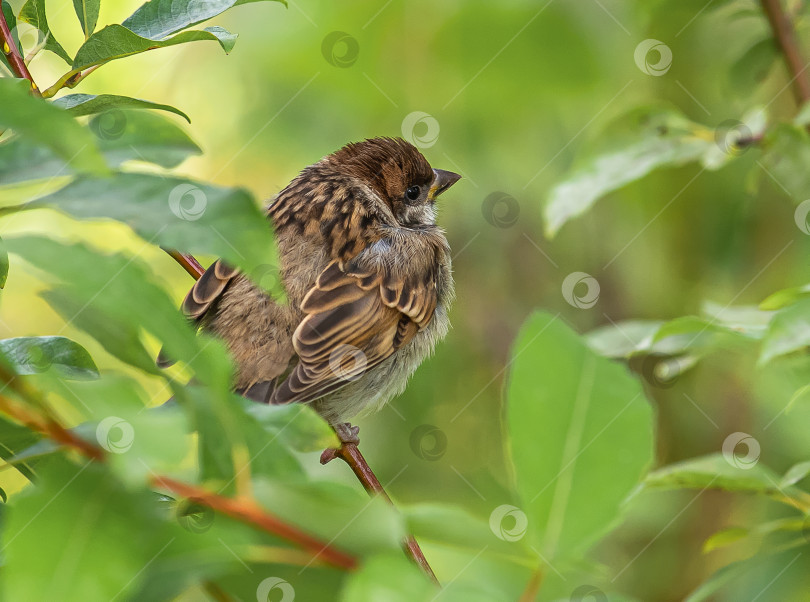 Скачать Птенец воробей, сидит на ветке среди зелёных листьев. фотосток Ozero